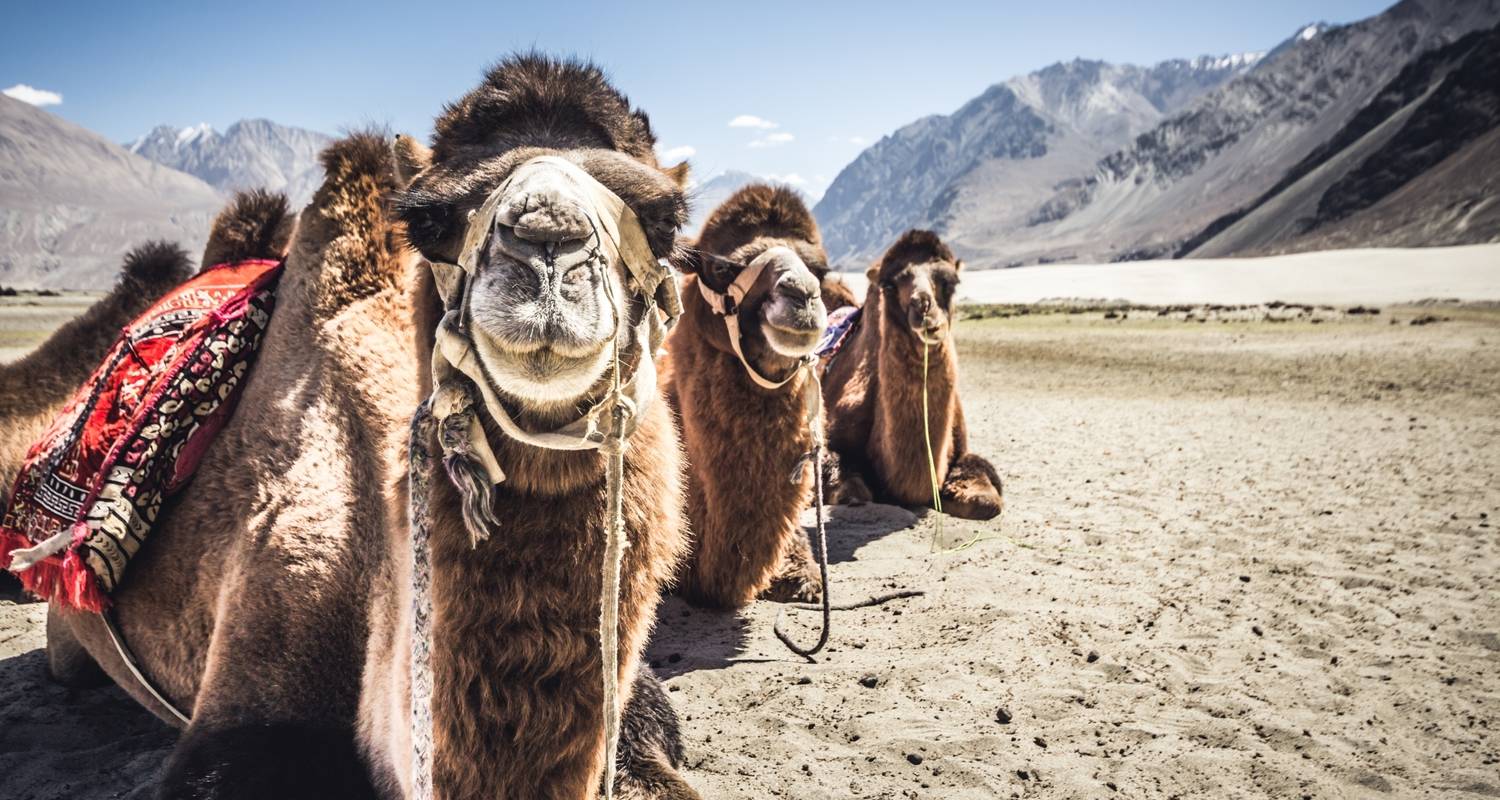 Journey to Ladakh with Unbelievable Memories by YatraExotic (Code:  YEJTLWUM) - TourRadar