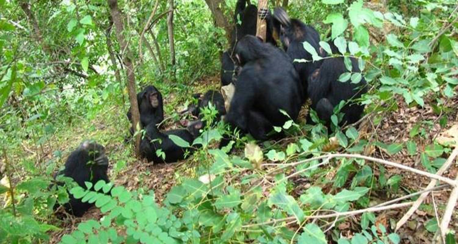 Gombe Chimpanzee safari - Kilimanjaro Wonders Expedition Safari