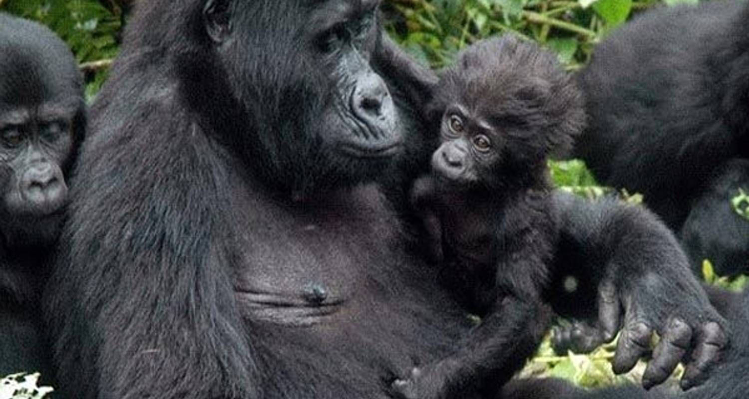 3-Day Gorilla Trekking Mist and Batwa Experience - Ngoni Safaris Uganda