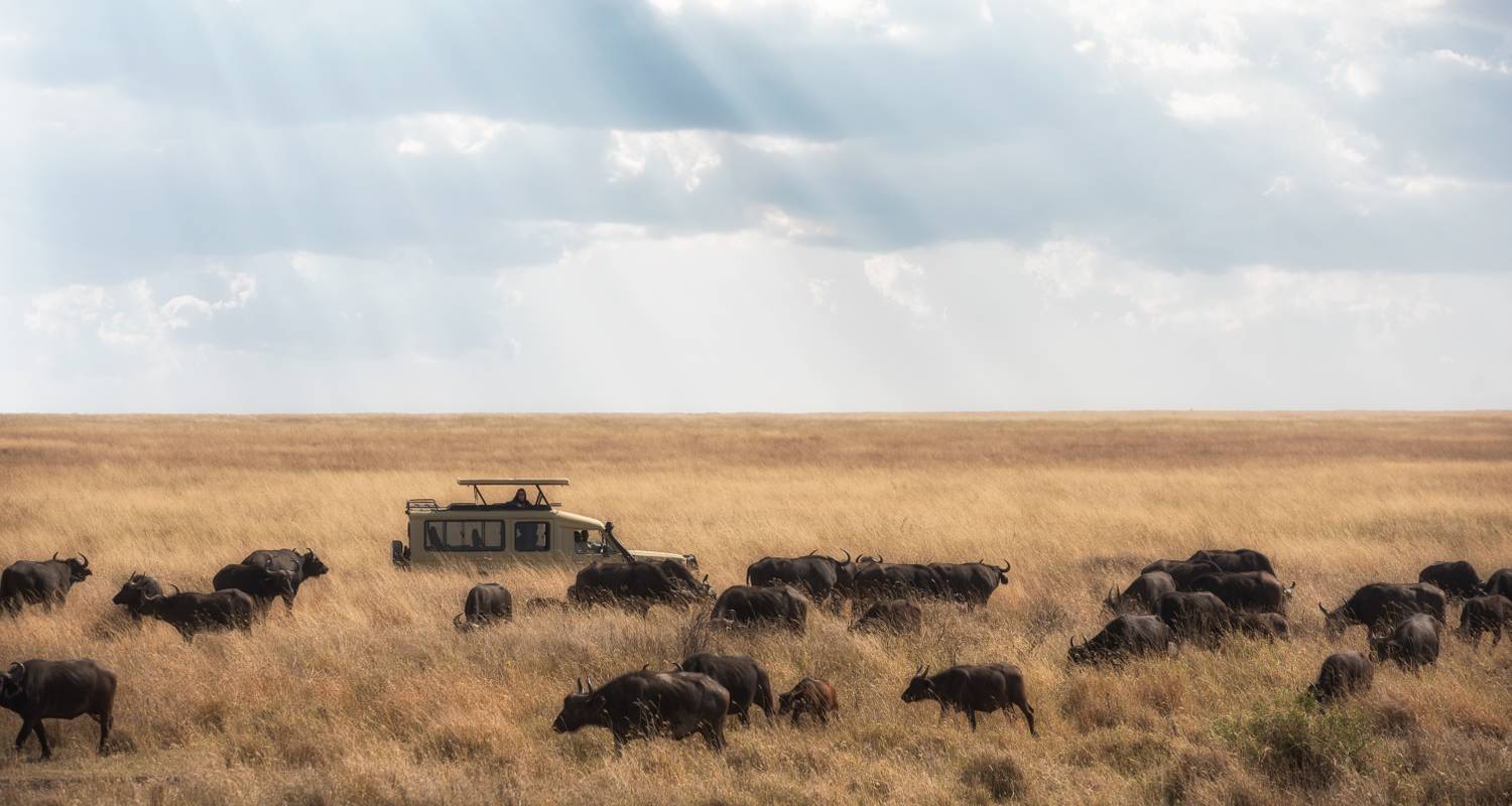 7 Day Grand Tanzania Safari - SAFARI360