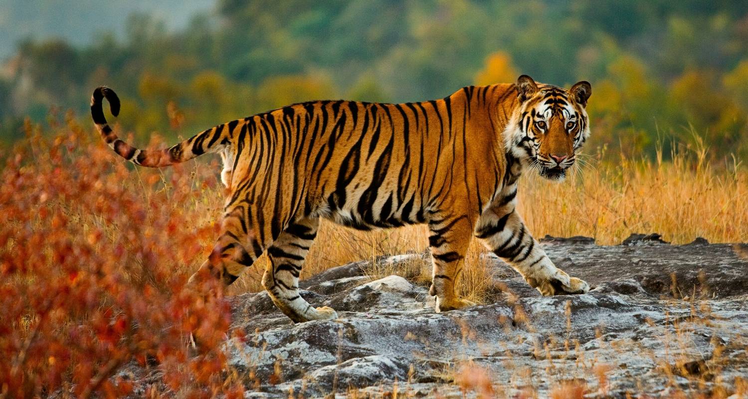 Ranthambore Wildlife Safari Tour from Delhi with Safari Rides and All Meals - Travel Creators Of India