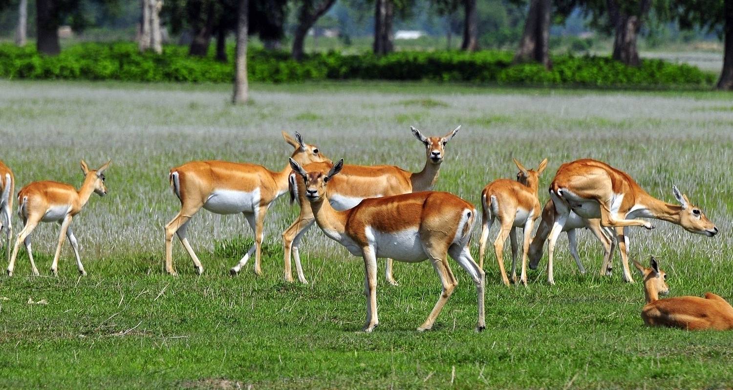 Chitwan Dschungel-Safari - Nepal Social Treks