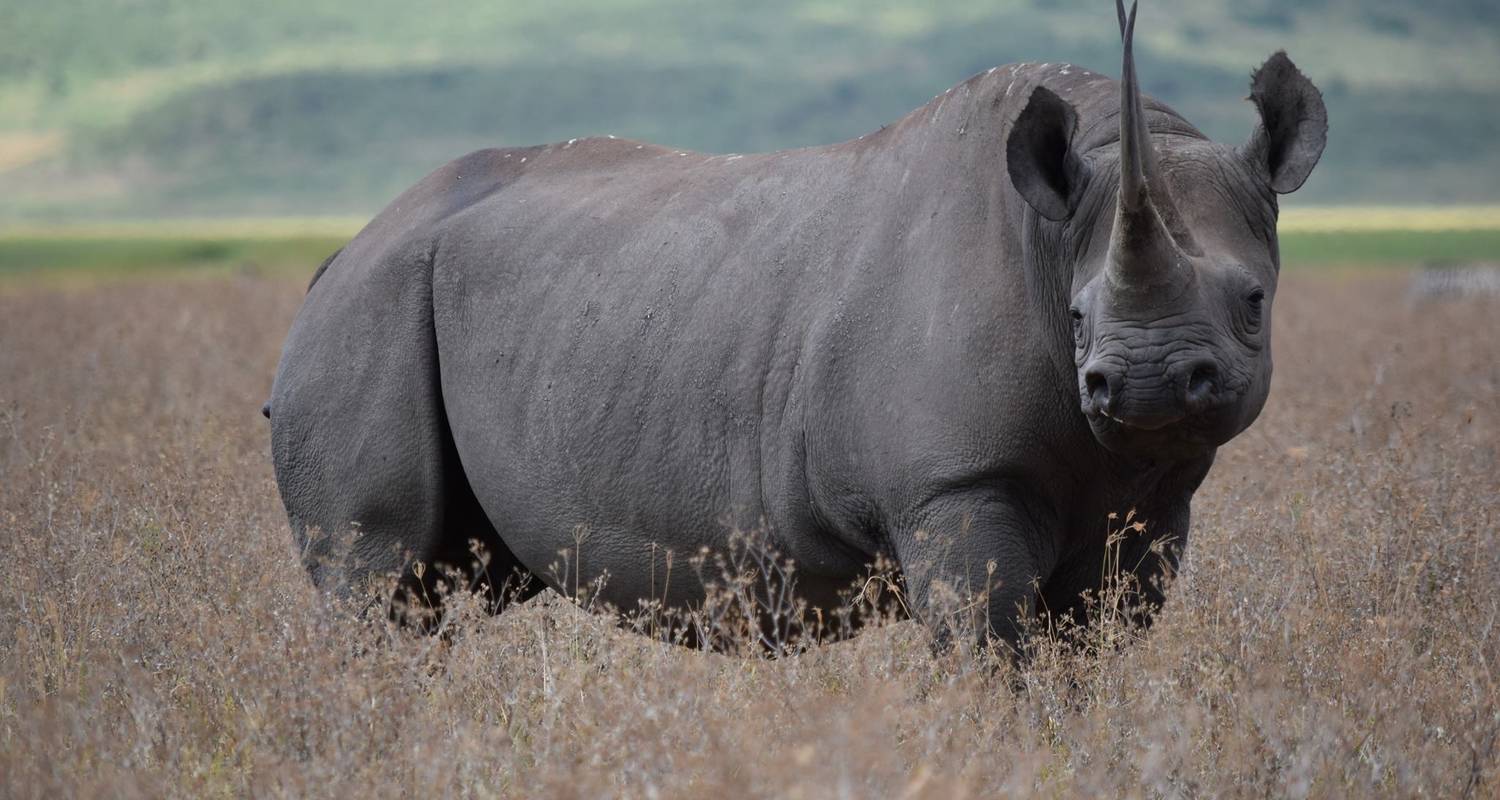 3 Days Tanzania lodge safari - Wild Root Safaris & Adventures