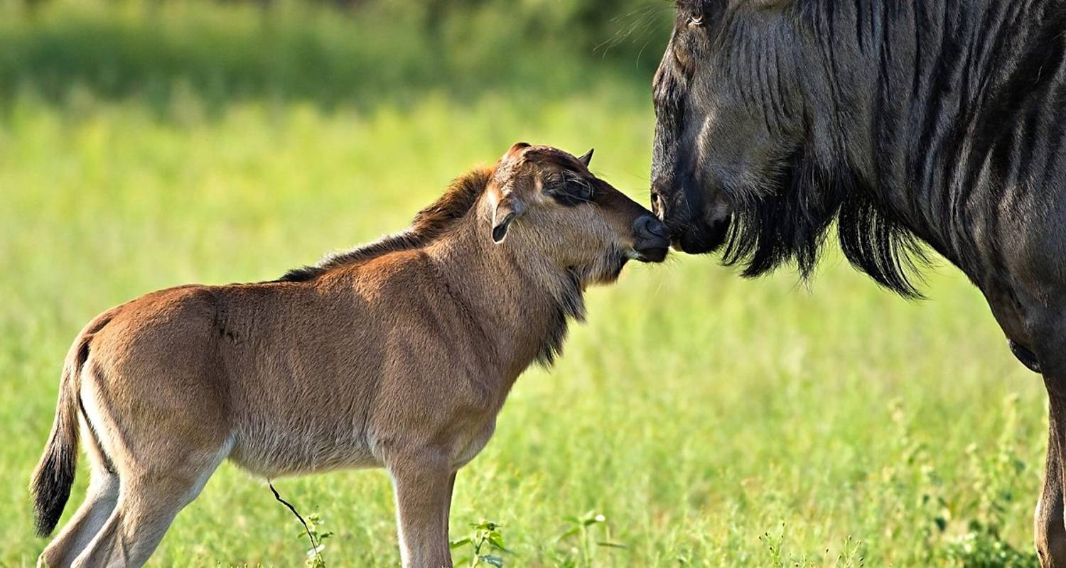 Tanzania North Circuit Safari by Expect In Africa Safari (Code: EX-01