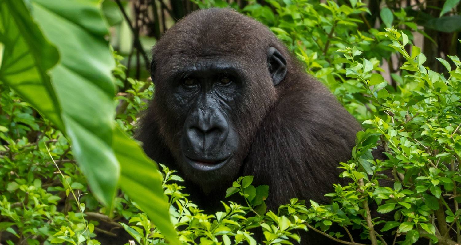 Gorilla Trekking Adventure (with Rwanda-Uganda Experience)