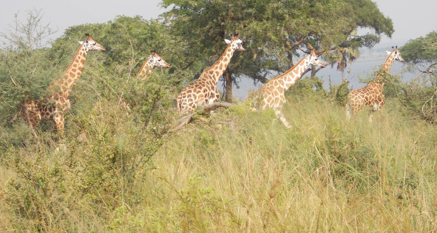 Kenia & Uganda Safari - 16 Tage - East African Jungle safaris Ltd