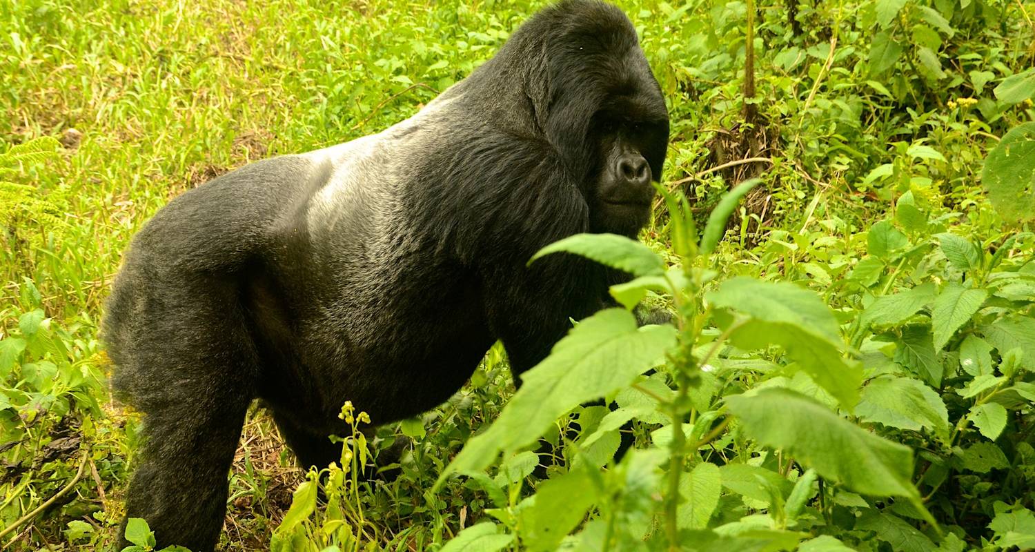 Express Gorilla Safari in Uganda - Ubuntu Voyages