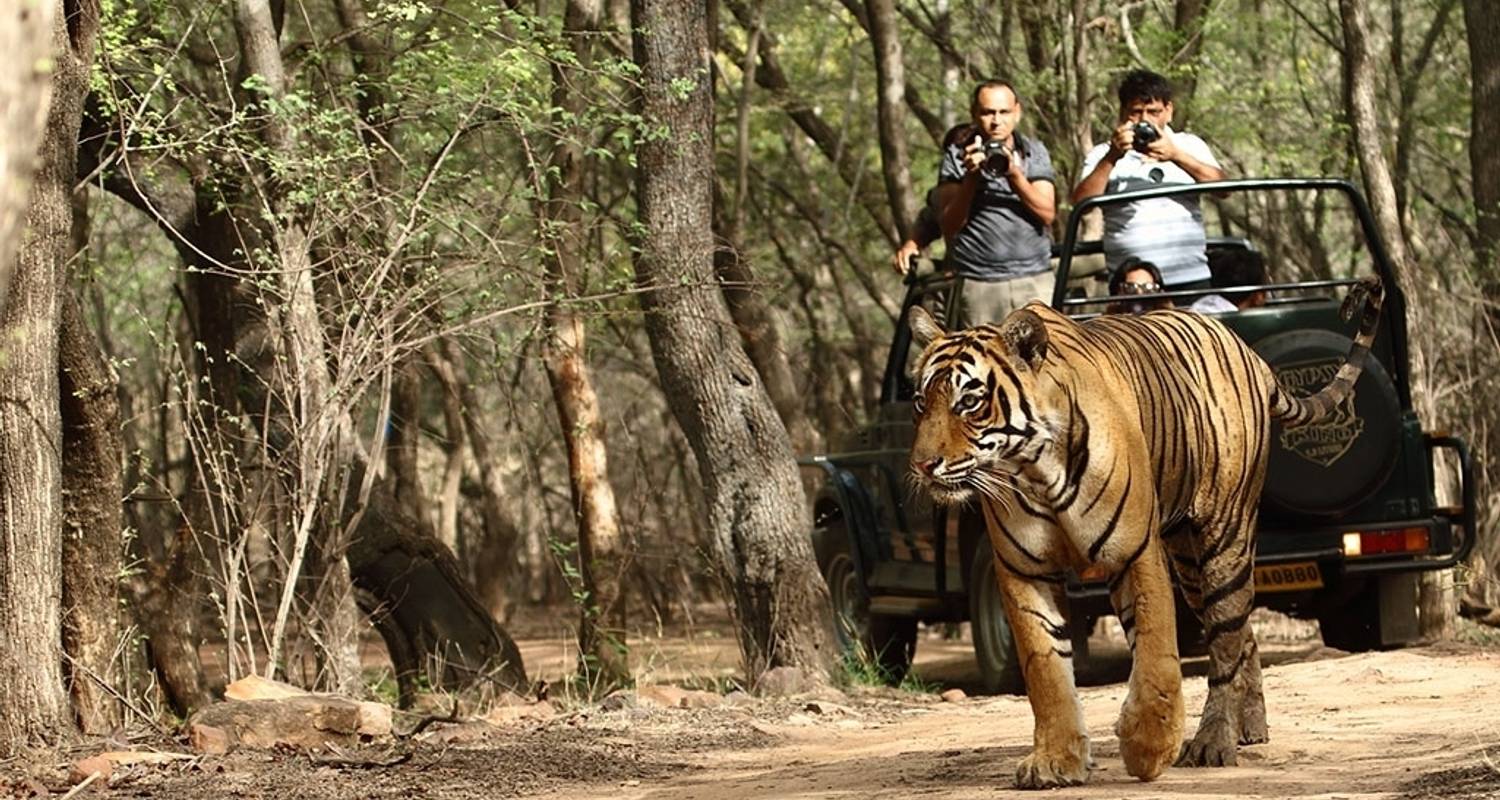 Circuit Triangle d'Or avec Ranthambore - Discover Amazing India