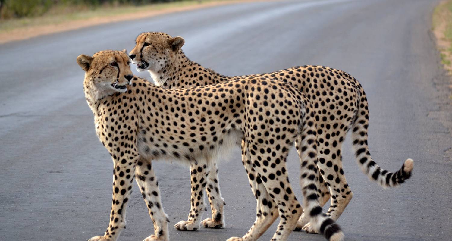 Ultieme Kruger Park Big 5 Safari - Endless Summer Tours