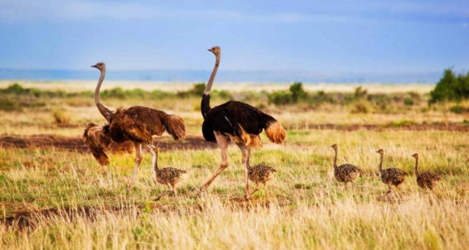 4 Days Lake Nakurumasai Mara Group Safari By Spot Kenya Safaris Code Sks001 Tourradar 8701