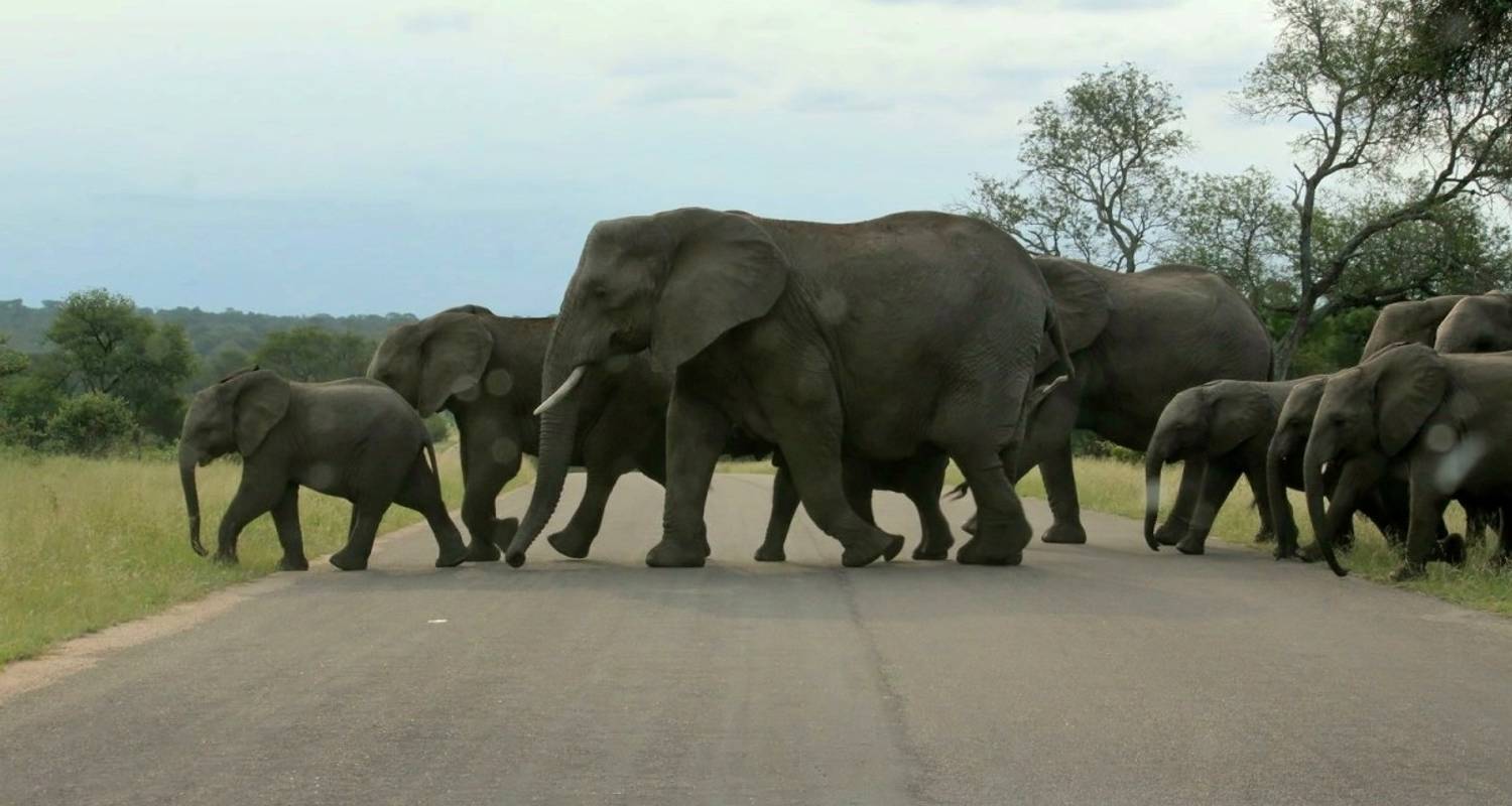 Safari mágico de 4 días por el Parque Nacional Kruger con Panorama - Africa Moja Tours & Transfers