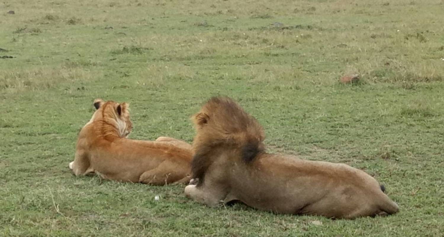 Safari de 3 días en Masai Mara - Sterling Travel