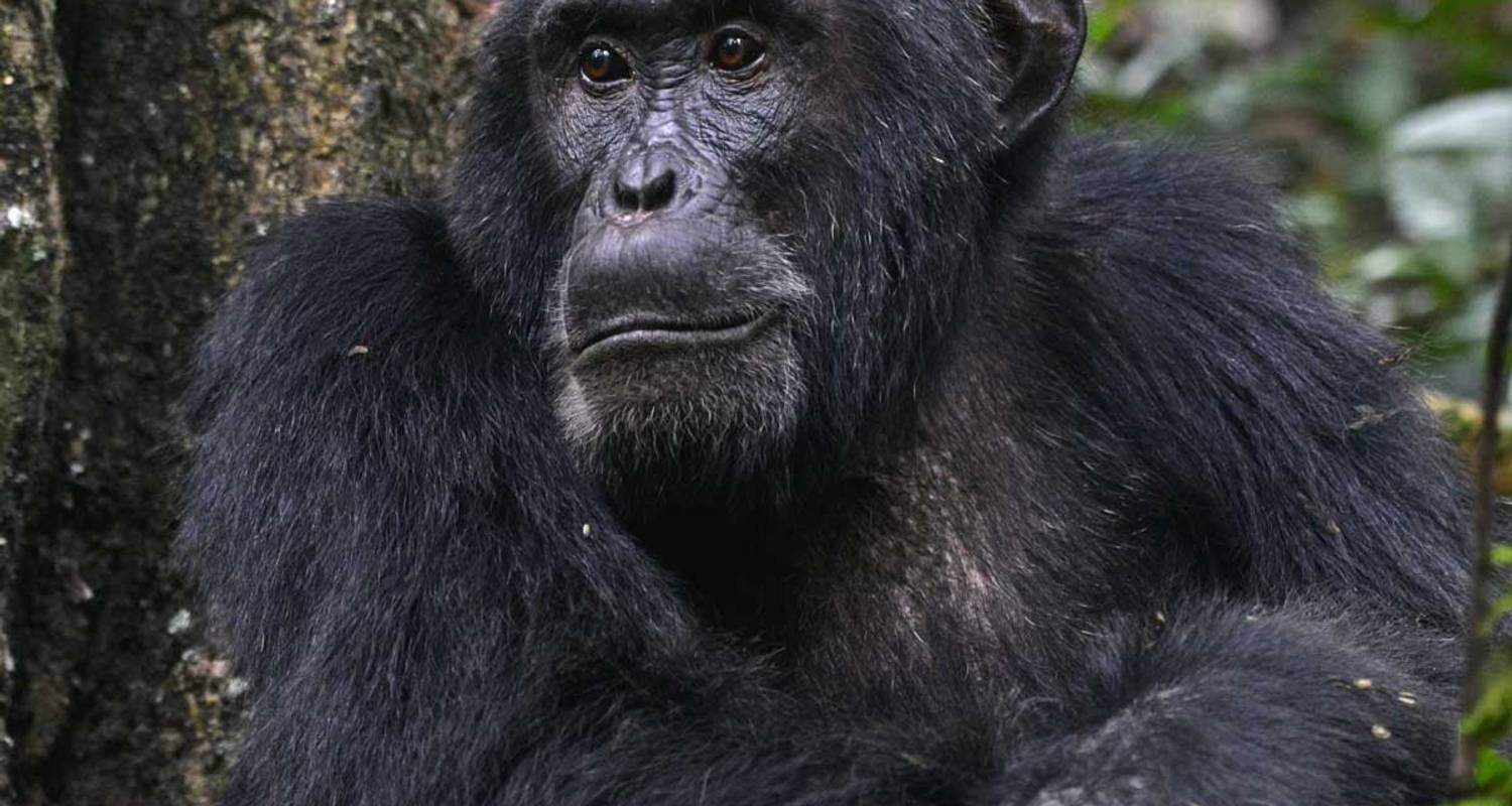 4 days Gorilla and Chimp Tracking Safari - Primate World Safaris (U) Ltd