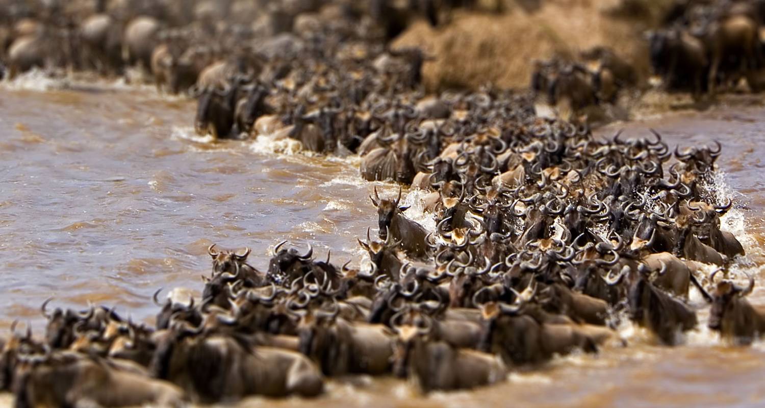 Maasai Mara Wildebeest Migration 2023 Safari - East Africa Safari Bookers