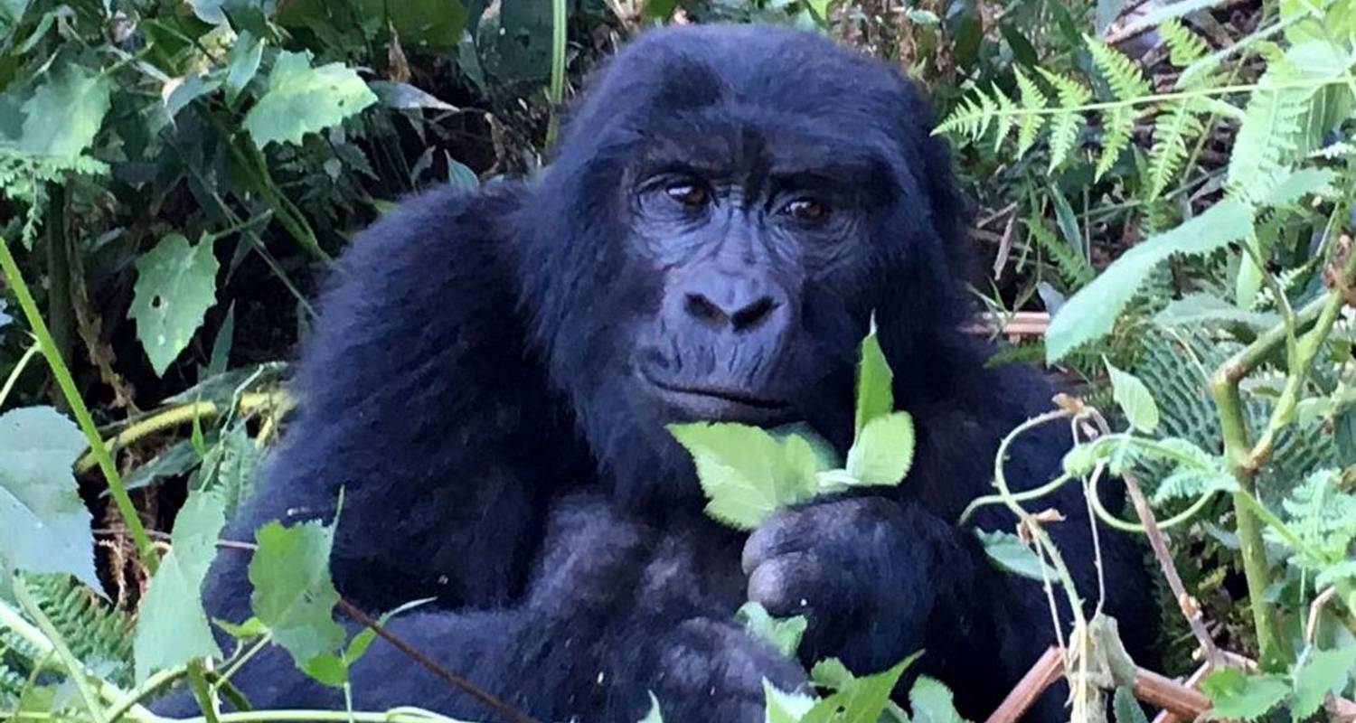 15 days Gorilla and Rwenzori Expedition in Uganda - Primate World Safaris (U) Ltd