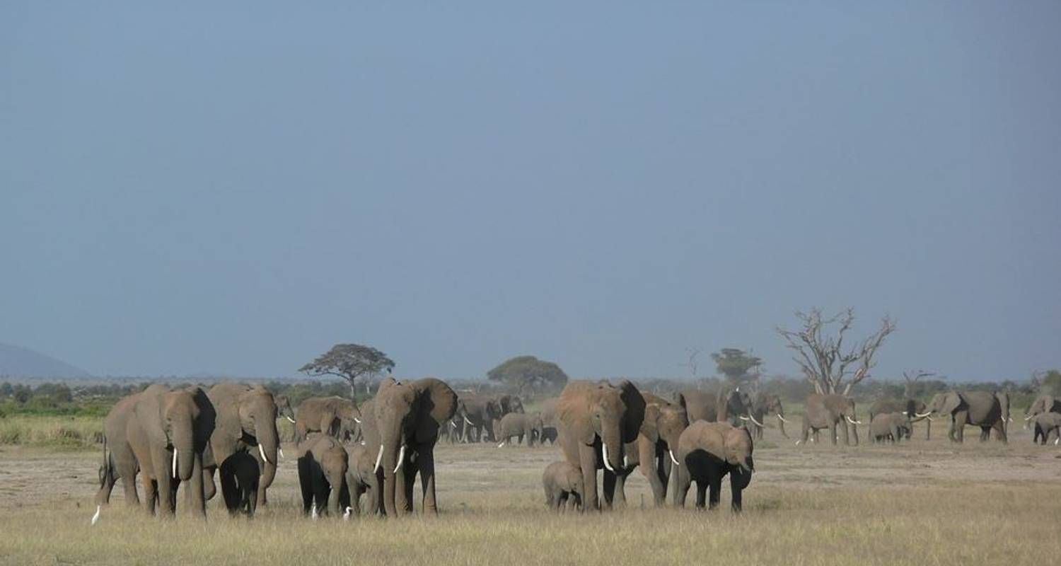 Amboseli Luxury Game Safari – 3 Days - Jeep Safaris and Tours