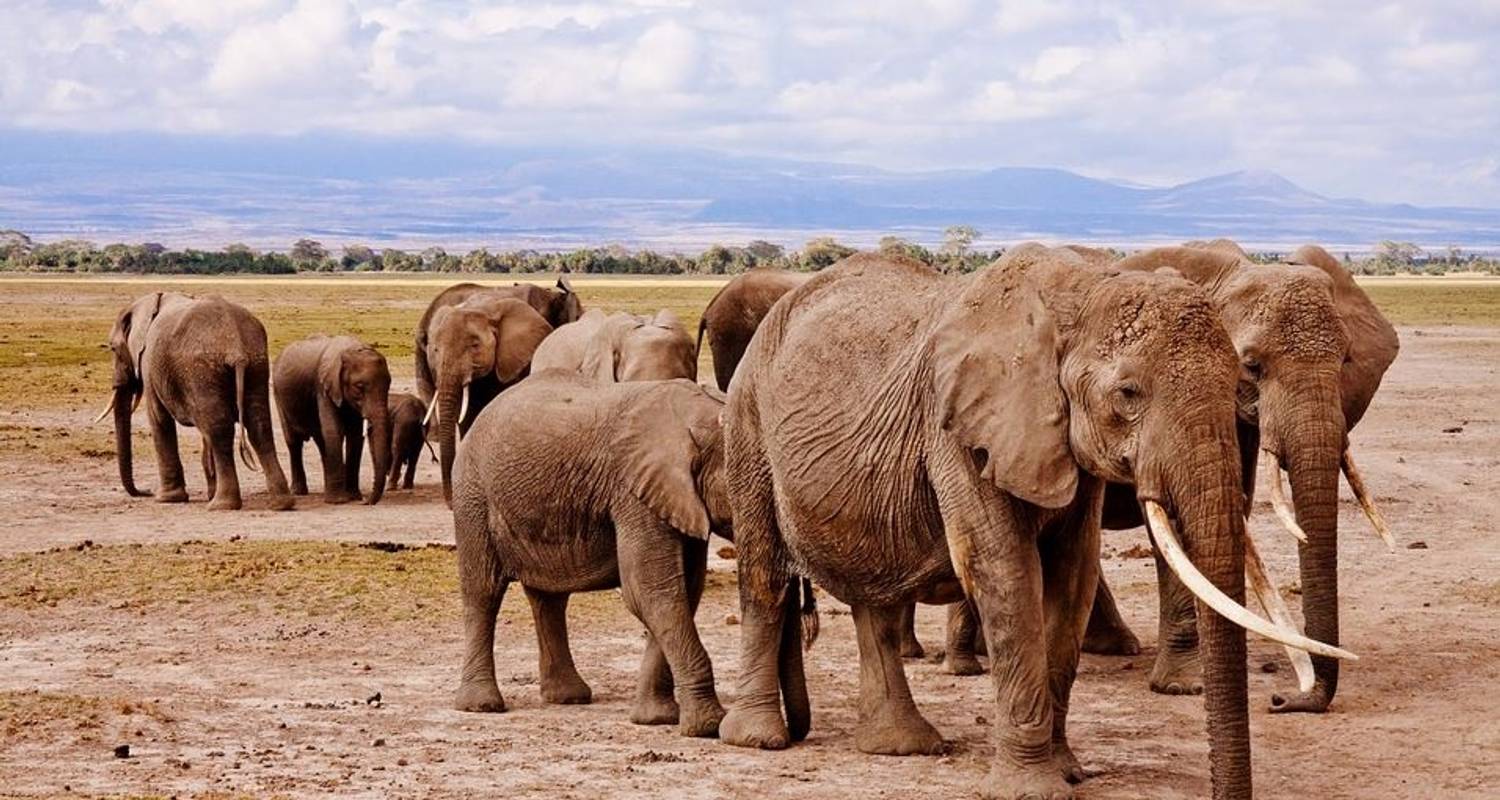 7-daagse budgetsafari Masai Mara, Lake Nakuru en Amboseli - Jeep Safaris and Tours