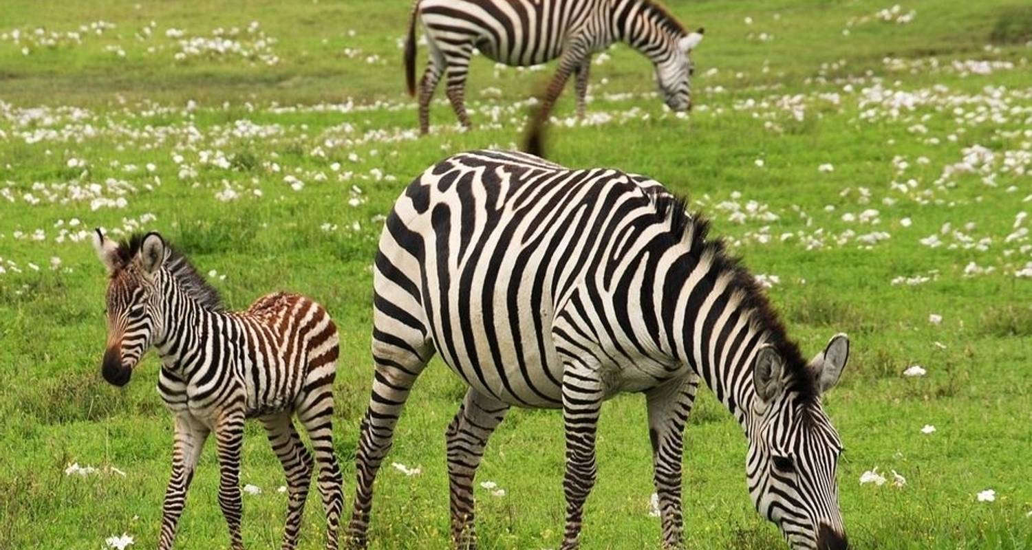 Four Day Tanzania Express Safari - Jeep Safaris and Tours