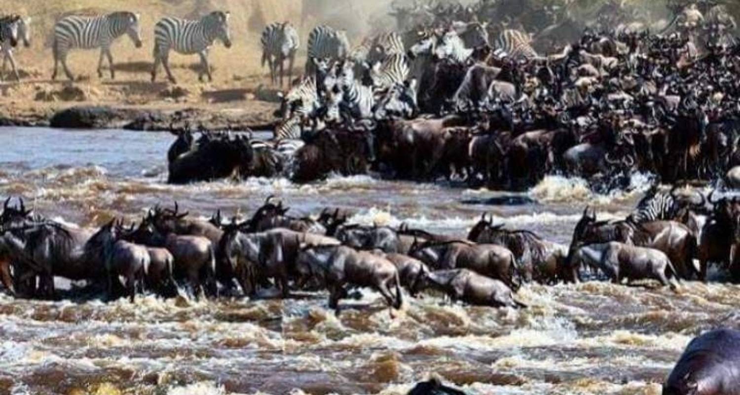 12 jours de migration des gnous - Traversée de la rivière Mara du bush à la plage - Gilmag Safaris 