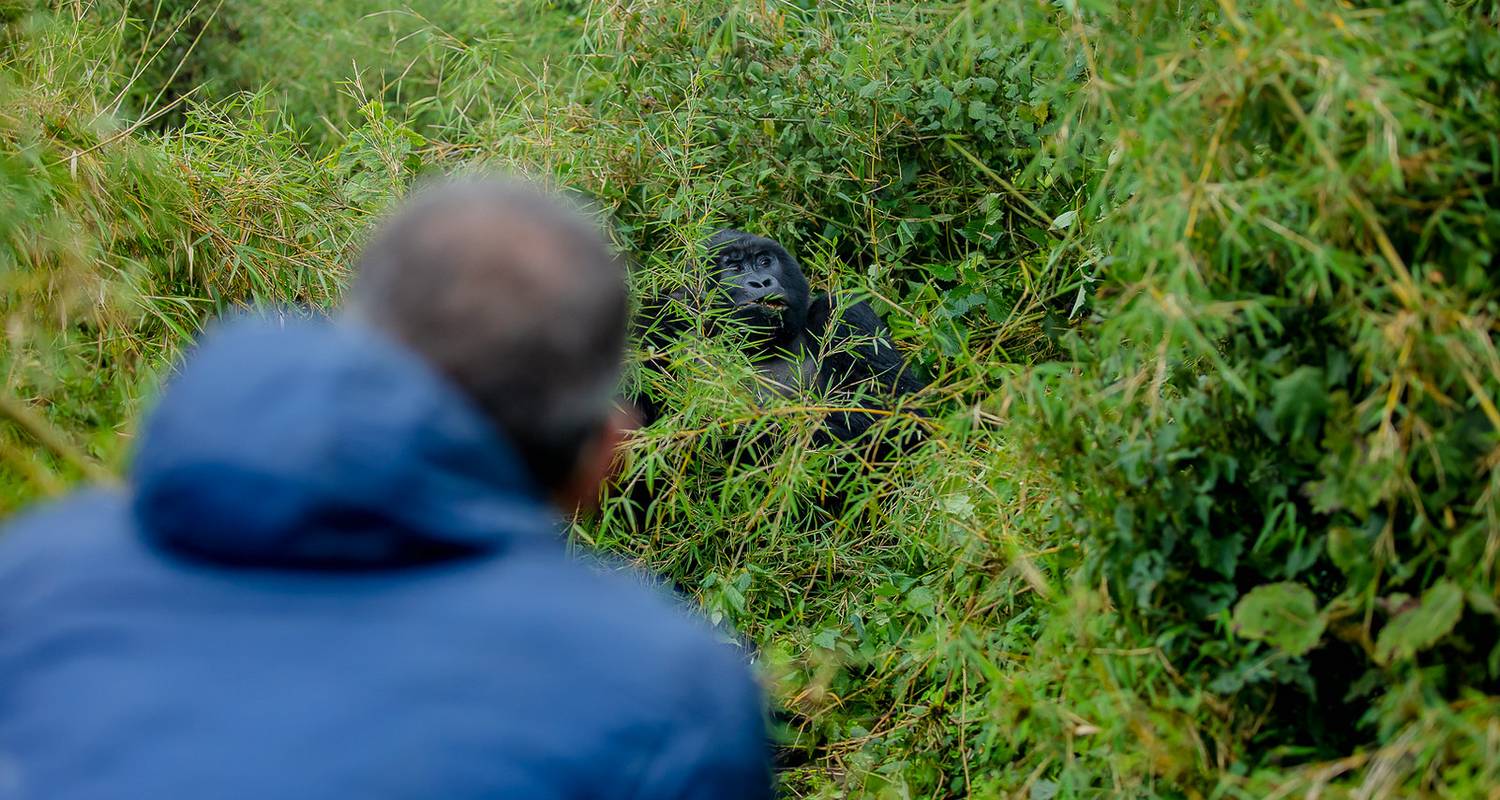 3 Days Uganda Gorilla Trek from Kigali