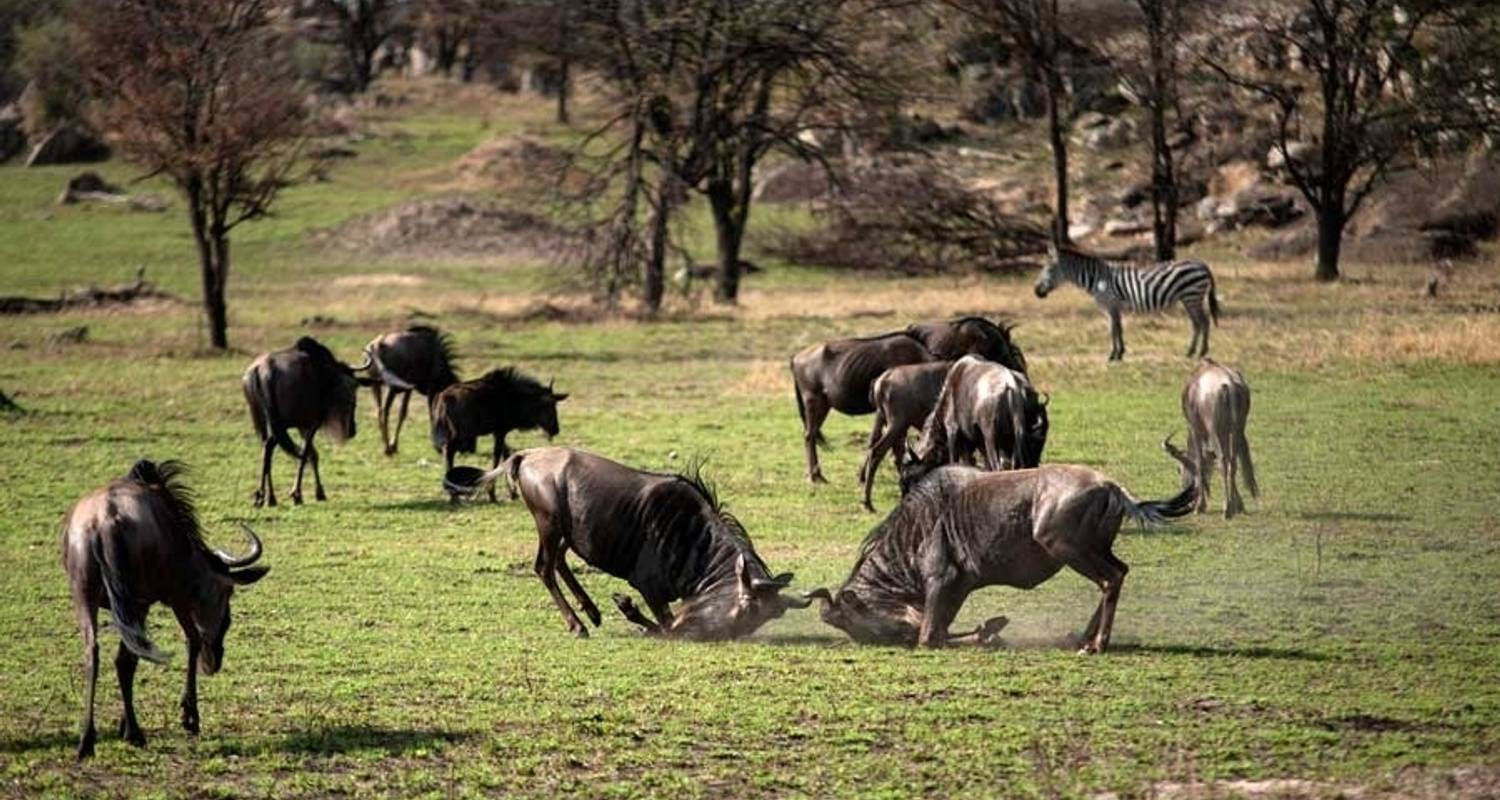 9 dagen Kenia en Tanzania combineren Safari - Afrishare Trekking And Safaris