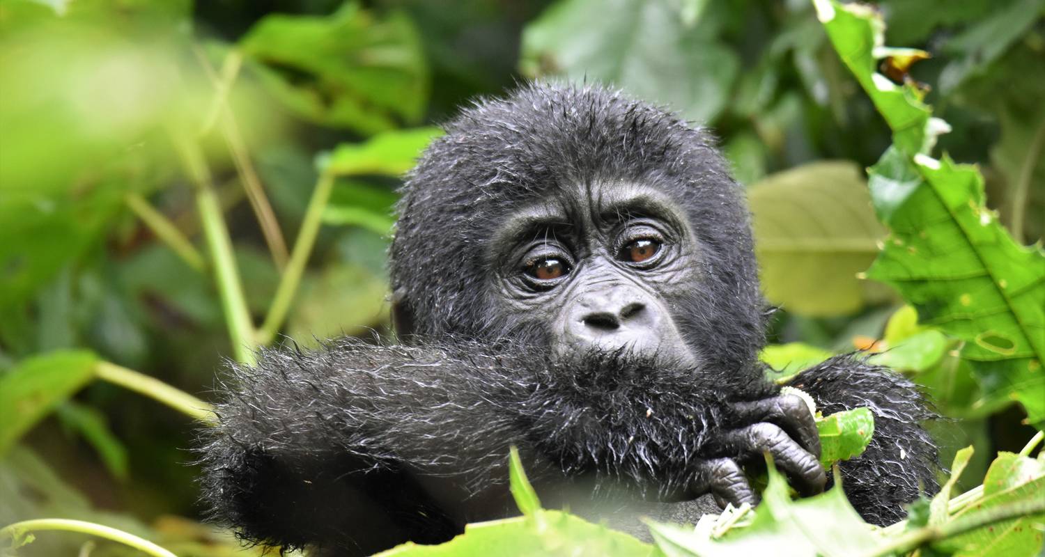 Mountain Gorillas and Chimpanzee Safari Uganda - Responsible Gorilla Trips