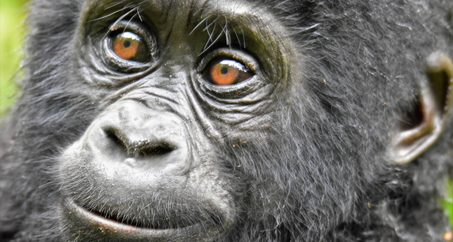 Mountain Gorillas Special, Lions and Chimpanzee Uganda Wildlife Safari - Responsible Gorilla Trips