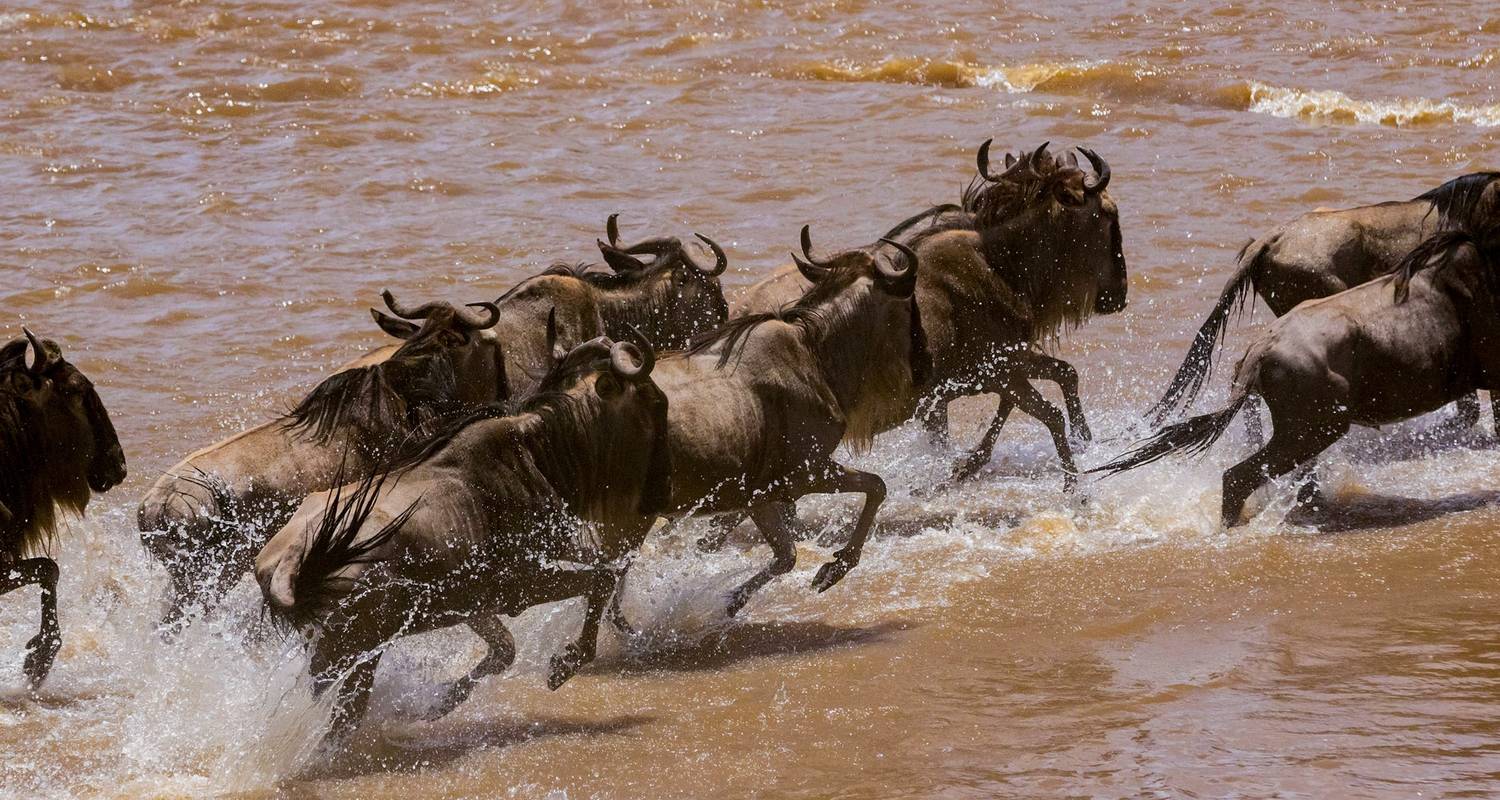 Safari de migration du Serengeti en groupe - Katikati Tours and Safaris