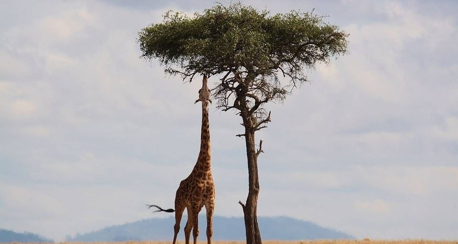 Safari de deux jours dans le parc national d'Amboseli au Kenya - Jeep Safaris and Tours