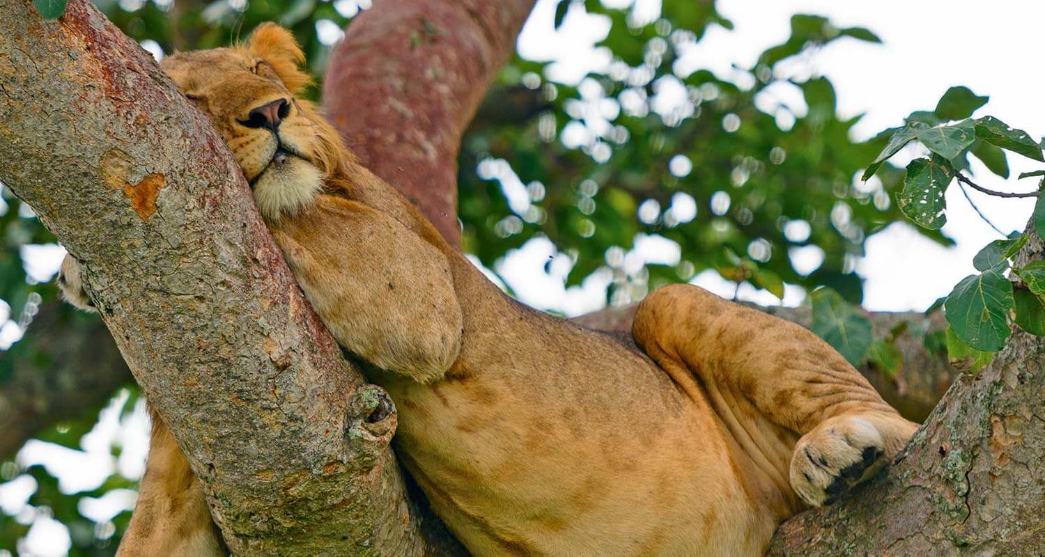 Best of Uganda: Primates, Safari drives and Gorilla Adventure - Kawira Safaris Ltd
