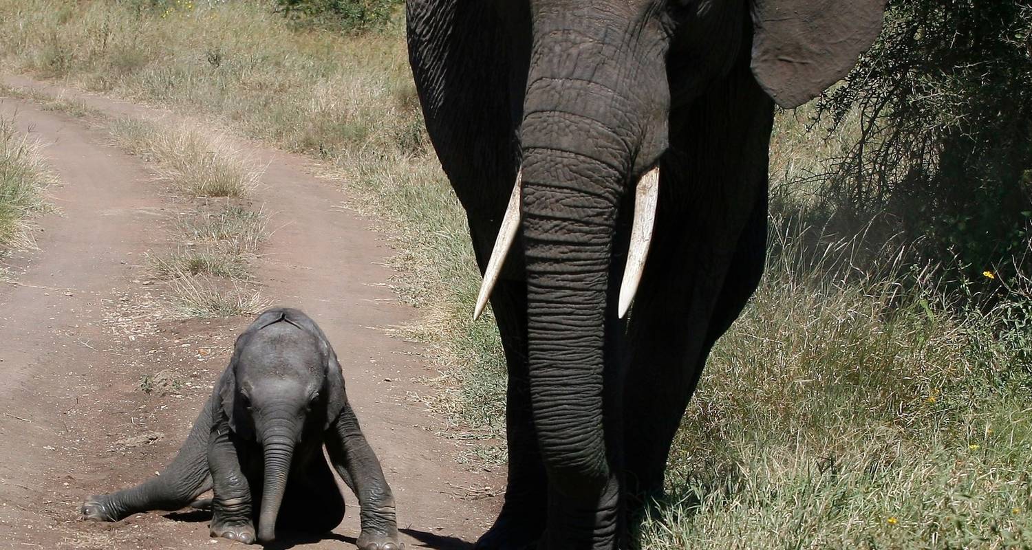 Safari de 5 jours en Lodge pour voir les grandes migrations - Kili Slope Tours And Safaris