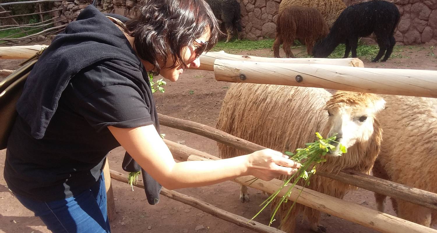 Excursión Privada de Día Completo al Valle Sagrado y a la Granja de Alpacas - PVTravels