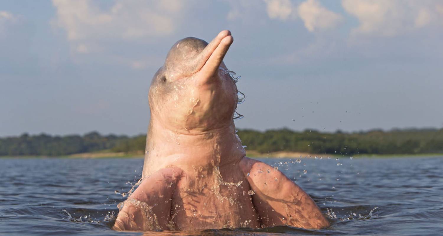 4 dagen Iquitos Amazone Jungle & Roze Dolfijnen kijken - PVTravels