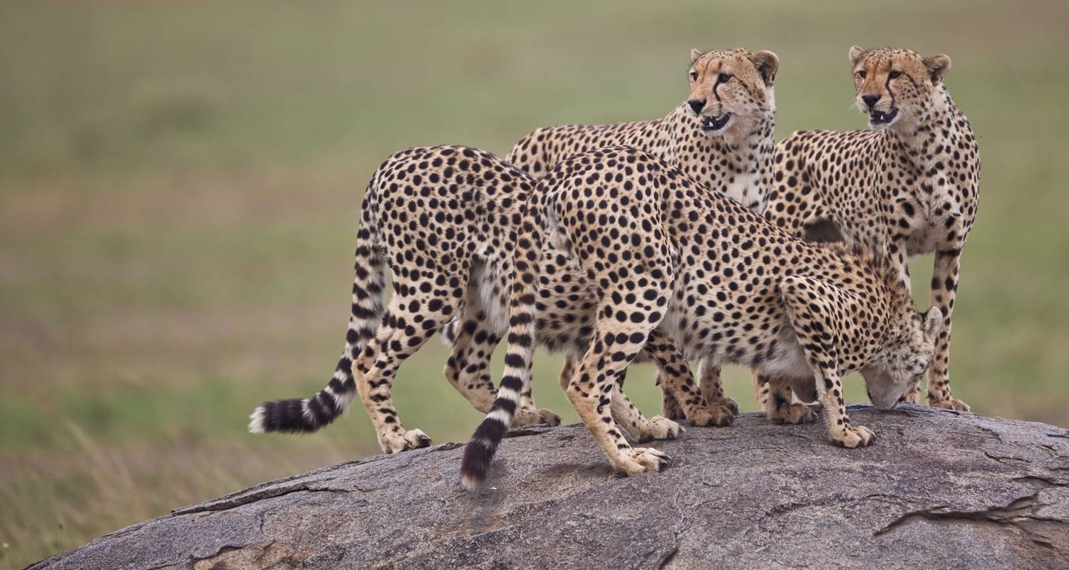 Group Tours & Trips in Tarangire National Park