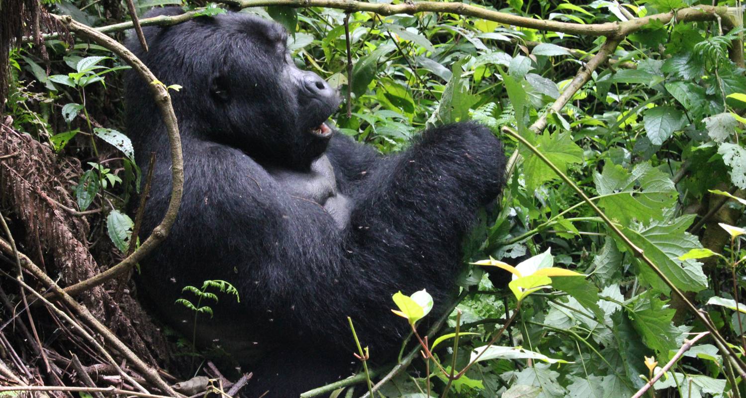 11 Days Uganda Plus Gorillas - Enchanted Uganda Safaris Ltd 