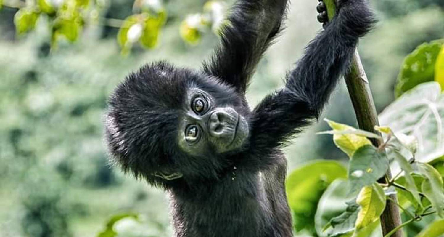5 days Uganda Primate - Chimps, Gorillas & Wildlife Adventure - Friendly Gorillas Safaris
