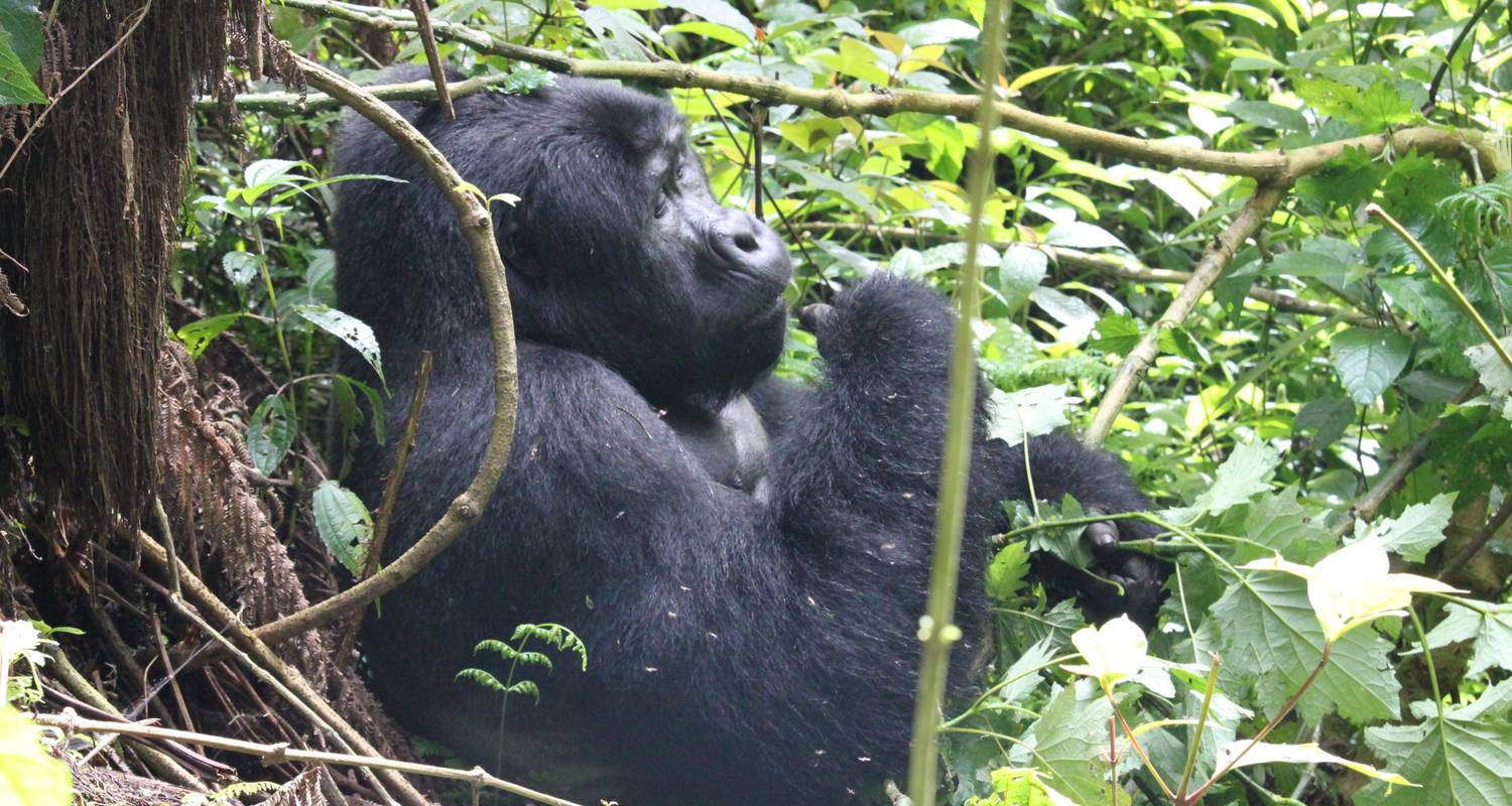 3 Days Gorilla Uganda - Enchanted Uganda Safaris Ltd 