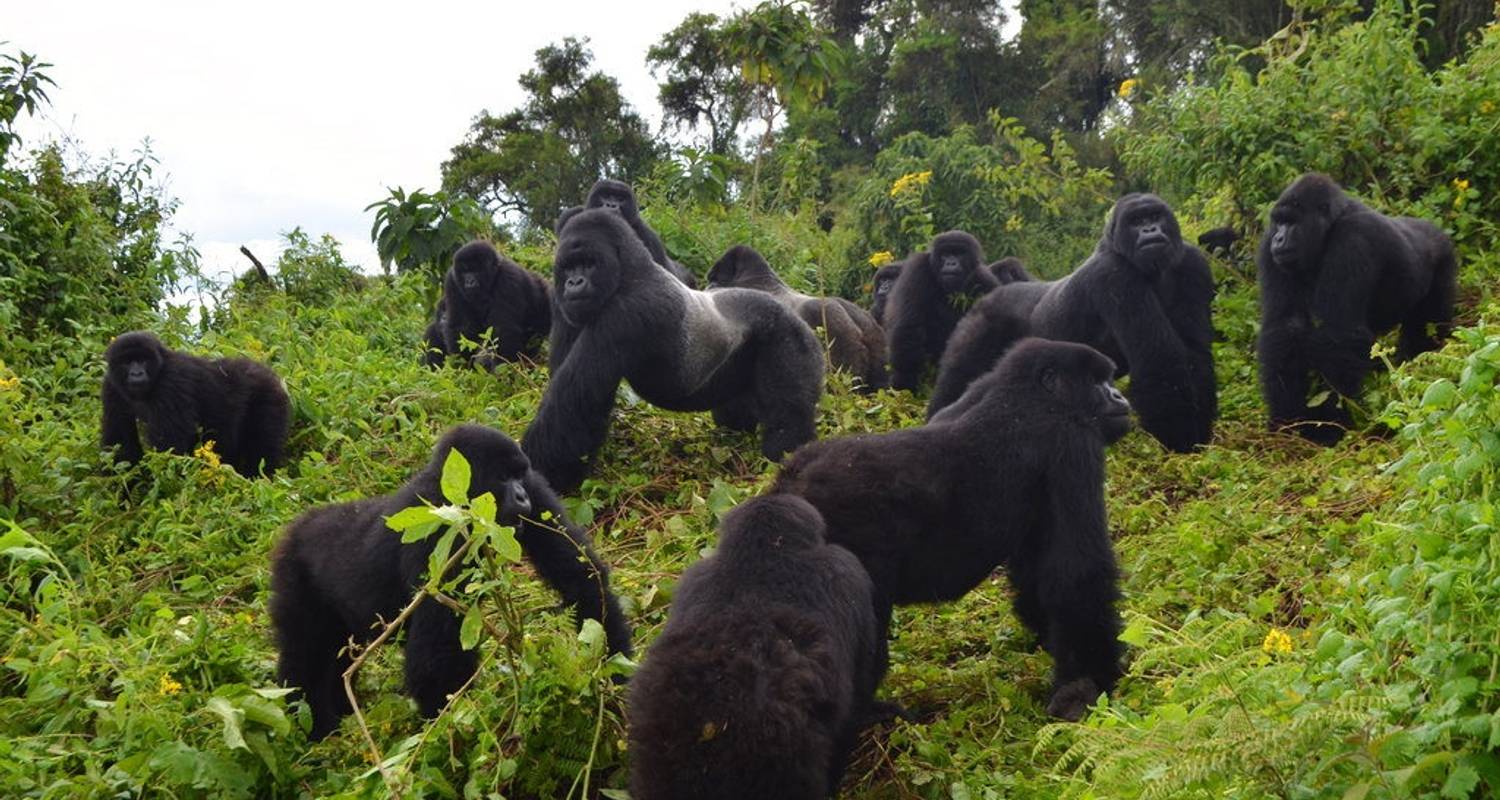 Uganda Gorilla & Active Adventure Vacation Safari - Friendly Gorillas Safaris