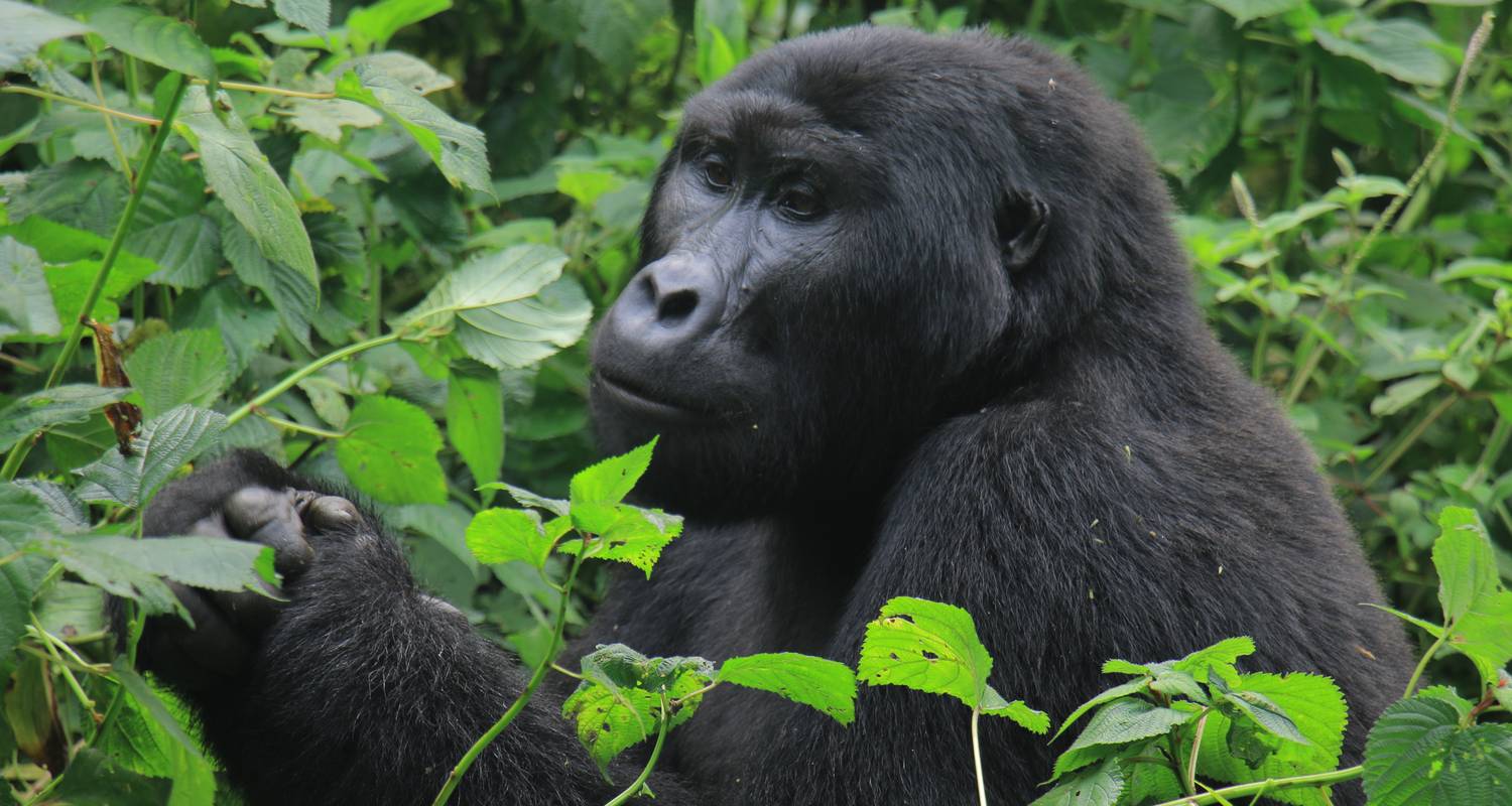 10 Days Uganda's Gorillas Encounter, Wildlife & Kigali City Tour ( Private tour) - Mukisa Safaris Uganda