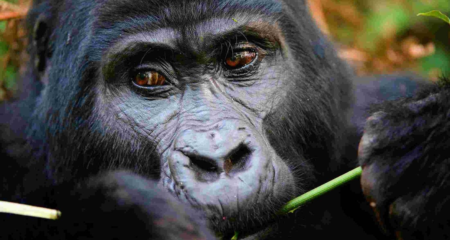 Gorilla & wildlife safari tour - Queen Elizabeth & Bwindi tour - Friendly Gorillas Safaris