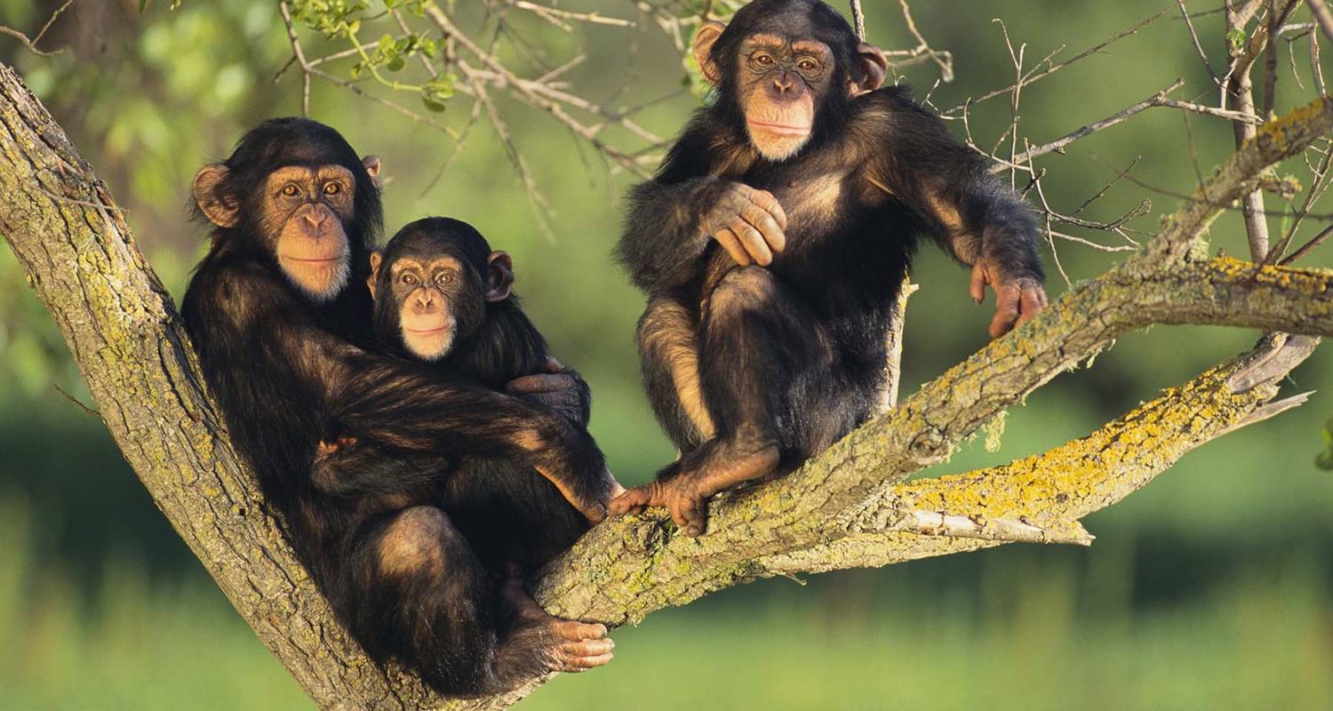 Best Uganda Chimp Tracking in Kibale Safari - Friendly Gorillas Safaris