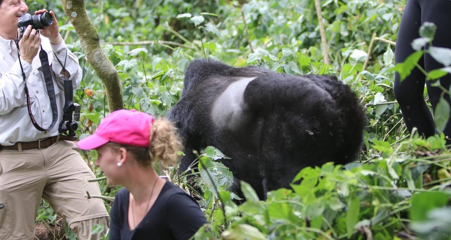 Chimpanzees and Gorilla Safaris in Uganda - Friendly Gorillas Safaris