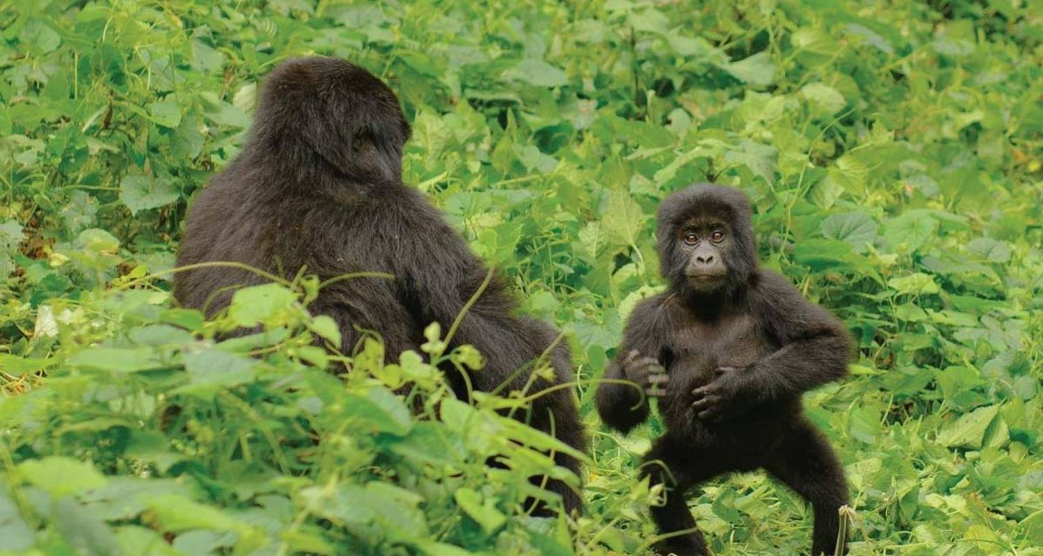 Primate tour Uganda (Gorillas & Chimps tour) - Friendly Gorillas Safaris