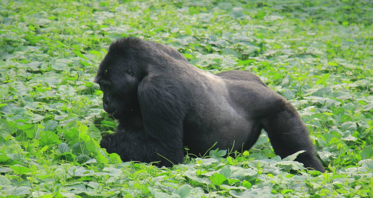 Uganda und Ruanda Abenteuer-Safari - 16 Tage - Mukisa Safaris Uganda
