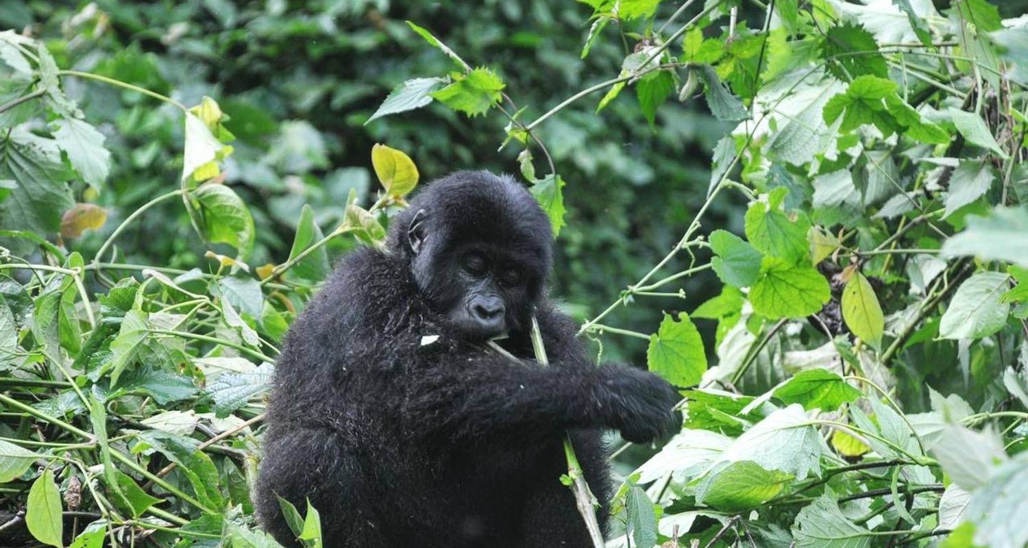 6 Day Uganda Gorilla Trekking, Big 5 & Big Cats Safari - Devine African Safaris Ltd