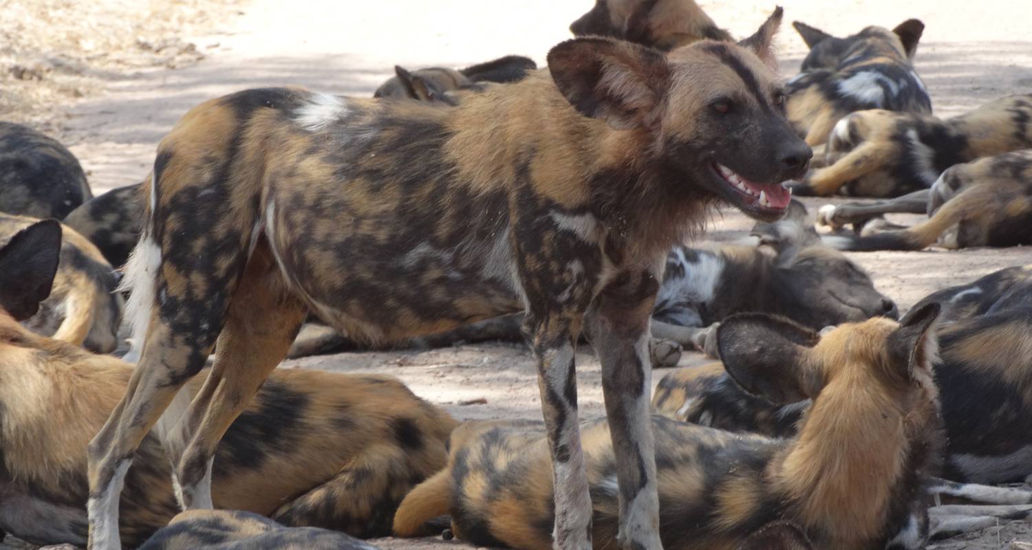 Safari Rondreizen in Selous Wildreservaat