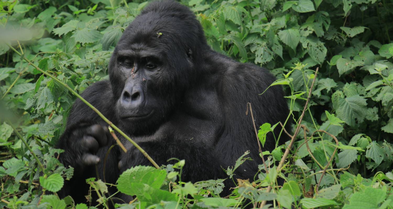 Ugandas Gorillas und Wildtiere erleben (10 Tage) - Mukisa Safaris Uganda