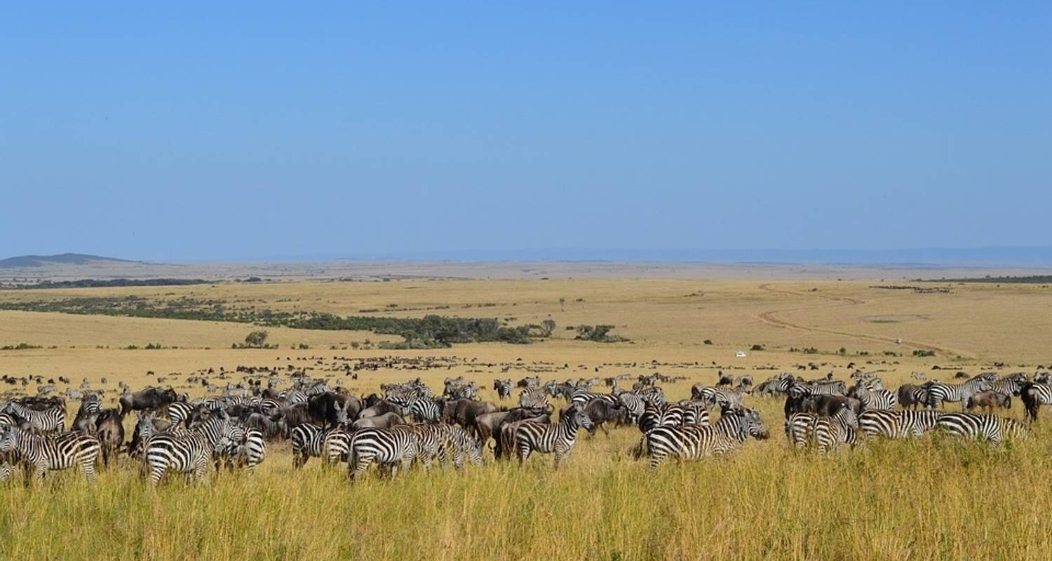 7 Days Kenya mid range safari and Beach Holiday by CKC Tours