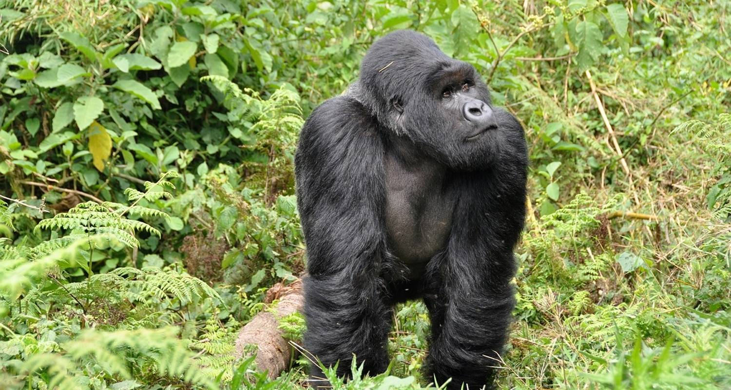 Fly Gorilla Tracking, Ishasha Tree Climbing and Lions - All Gorilla Trips