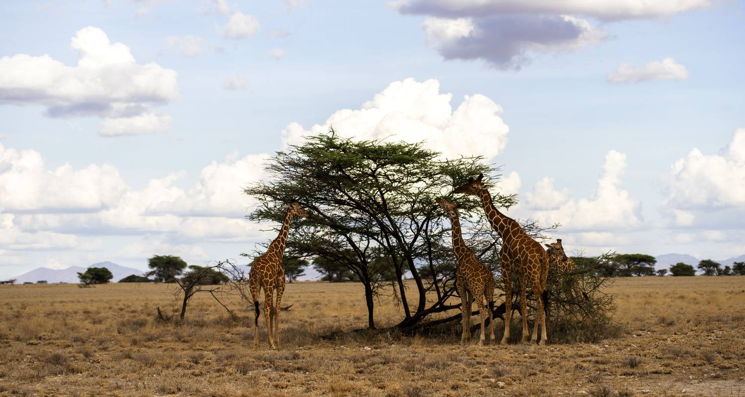 9 Day  Kenya Lodge Safari to Ark Lodge - Samburu - Bogoria and Masai Mara - Exciting Africa Holidays